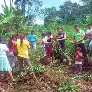 cultivo cacao nativo achuar